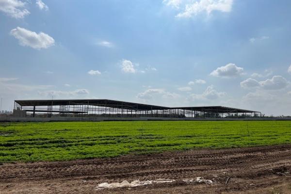 Mushroom & Roots Mizrahi.jpg