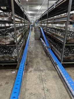 Funghi D'oro Italie 2 .jpg